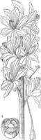 vatten hyacint årgång illustration. vektor