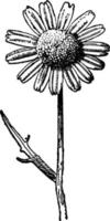 actinolepis coronaria blomma årgång illustration. vektor