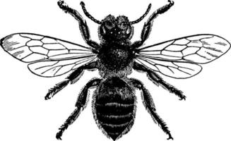 lövskärare bi eller megachile, årgång illustration. vektor