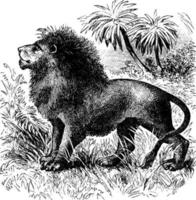 lejon, årgång illustration. vektor