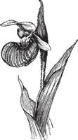 cypripedium spektabla årgång illustration. vektor