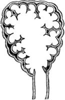 lung- lobule, årgång illustration. vektor