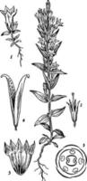 gentiana årgång illustration. vektor