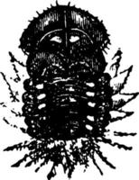 Käfer, Vintage-Illustration. vektor