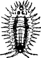 Käfer, Vintage-Illustration. vektor