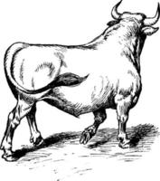 Stier, Vintage-Illustration. vektor