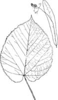 släkte tilia, l. basswood årgång illustration. vektor