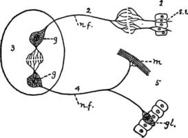 nervös systemet, årgång illustration. vektor