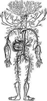 de arteriell systemet, årgång illustration. vektor