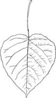 Gattung populus, l. Espe, Pappelweinleseillustration. vektor