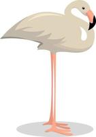 Albino-Flamingo, Illustration, Vektor auf weißem Hintergrund