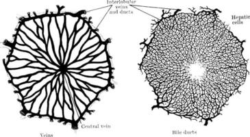 Struktur der Leber, Vintage Illustration. vektor