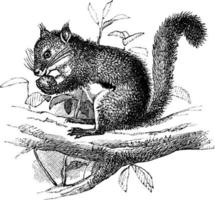 Eichhörnchen, Vintage Illustration. vektor