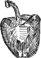 peppar teckning, illustration, vektor på vit bakgrund.