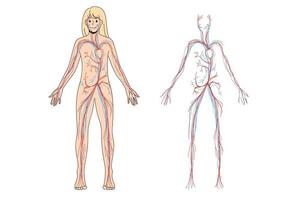 Arterielles und venöses Kreislaufsystem der Frau. weibliches blutgefäßdiagramm auf bildungsplakat oder banner. person medizinische infografiken. Wissenschafts- und Medizinkonzept. flache vektorillustration. vektor