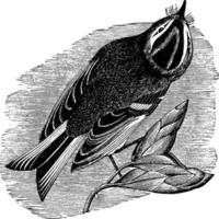 golden-crested kinglet gold-crowned kinglet Regulus Satrap, Vintage Illustration vektor