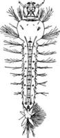 mygga larv, årgång illustration. vektor