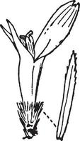 blomma årgång illustration. vektor