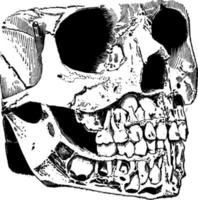 mun och svalg områden, årgång illustration. vektor