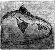 Chimaera monstrosa, Vintage-Illustration. vektor