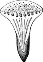 svamp sjukdom årgång illustration. vektor