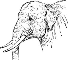 indischer elefant, vintage illustration. vektor