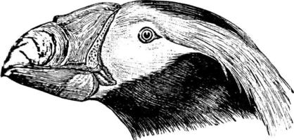 büscheliger papageientaucherkopf, vintage illustration. vektor