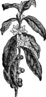 coffea arabica årgång illustration. vektor