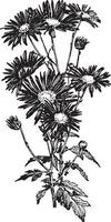 einzelne art von chrysantheme vintage illustration. vektor