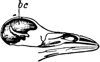 kråka skalle, årgång illustration. vektor