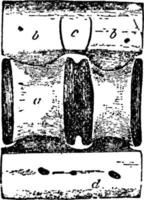 Haifischwirbel, Vintage-Illustration. vektor