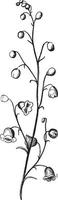 botanik, löv, växter, stjälkar, blomma, enkel årgång illustration. vektor
