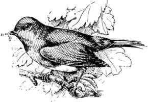 europeisk robin, årgång illustration. vektor