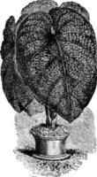 anthurium splendidum blommor årgång illustration. vektor