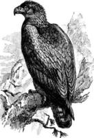 Steinadler, Vintage Illustration. vektor