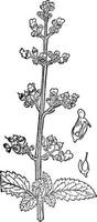fikonört, scrophularia, Marilandica, fikonört, scrophulariaceae, blomma, frukt årgång illustration. vektor
