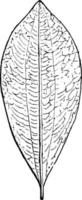 Coca-Blatt-Weinleseillustration. vektor