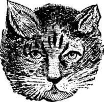 Katze, Vintage-Illustration. vektor