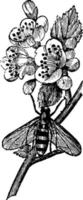anthomyia pluvialis vintage illustration. vektor