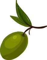 grüne Olive, Illustration, Vektor auf weißem Hintergrund.
