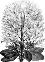 calondendron capensis vintage illustration. vektor