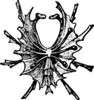 entosternum, årgång illustration. vektor