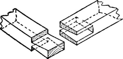 laxstjärt gemensam, årgång illustration. vektor