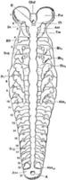 insekt embryo, årgång illustration. vektor