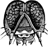 armémask, årgång illustration. vektor