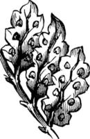 epifyllospermös ormbunksblad årgång illustration. vektor