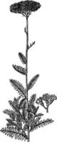 achillea filipendulina vintage illustration. vektor