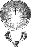 occipital ben på födelse, årgång illustration. vektor