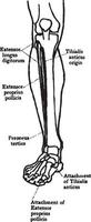 främre se av de muskler av de ben, årgång illustration. vektor