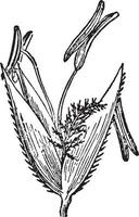 Poaceae årgång illustration. vektor